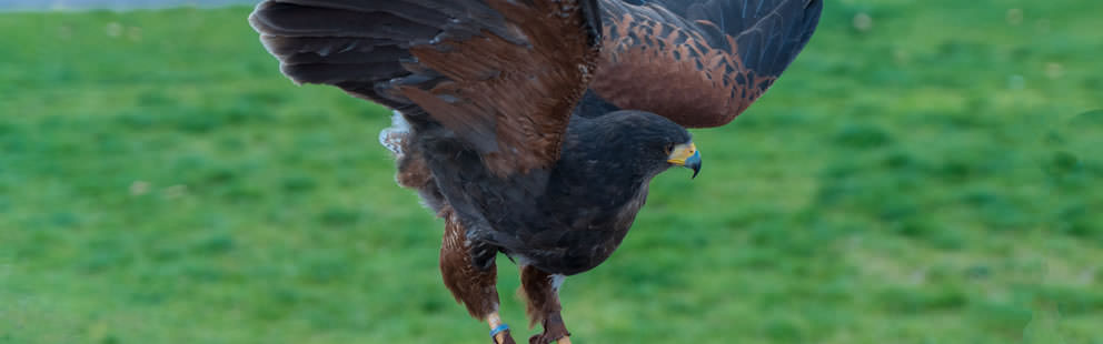 Volerie des Aigles à Kintzheim