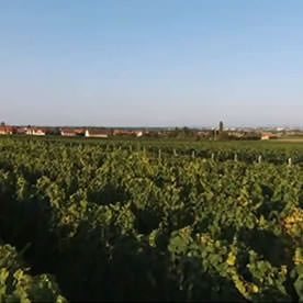Vins d'Alsace Koehly