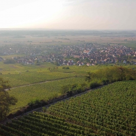 Vins d'Alsace Koehly