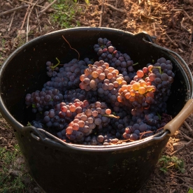 Vins d'Alsace Koehly