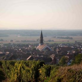 Vins d'Alsace Koehly